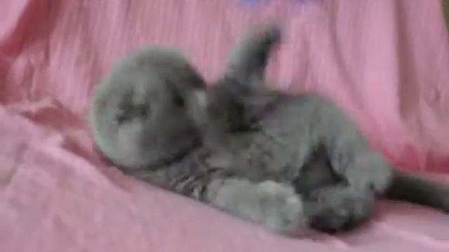 Шотландская вислоухая голубая кошечка смотреть онлайн