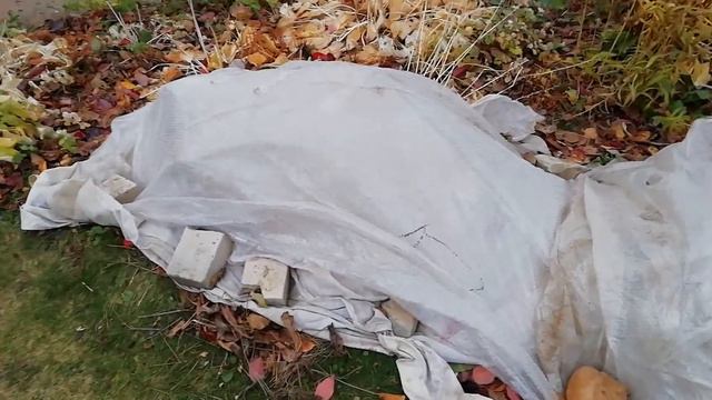 Как укрыть крупнолистную гортензию перед морозами? смотреть онлайн