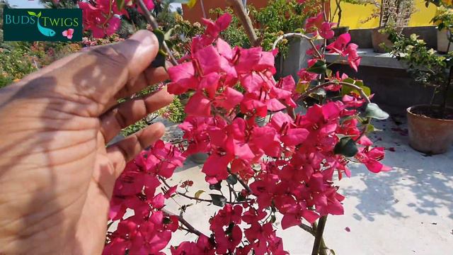 How to Induce Compact Shape of Monalisa Red Bougainvellia. смотреть онлайн