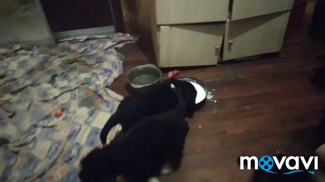 Бернский зенненхунд. Малыши на продажу. смотреть онлайн