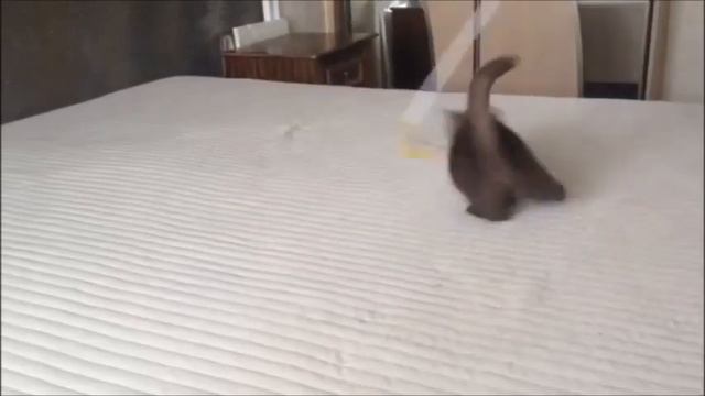 Изящная Клеопатра! Британский котенок хищного шоколадного окраса! смотреть онлайн