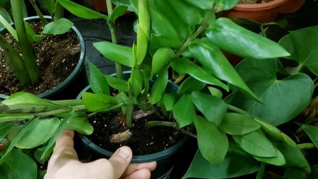 Пятна на юкке. Бактериоз / антрактоз: как отличить? Мой проверенный опыт. Желтеет юкка что делать