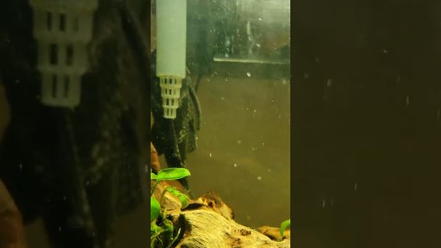 White little worms in my tank help. смотреть онлайн
