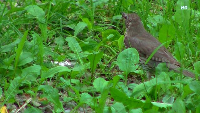 Гнездо деревенских ласточек смотреть онлайн