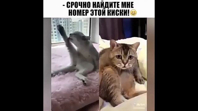 СМЕШНАЯ ПОДБОРКА ПРИКОЛОВ ПРО ЖИЗНЬ ЖИВОТНЫХ НЯШНОЕ ВИДЕО ПРО ЗВЕРЕЙ СМЕШНАЯ ЖИВОТНАЯ ЖИЗНЬ смотреть онлайн