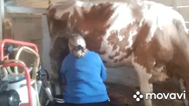 Деревенские будни! Дойка коров... смотреть онлайн