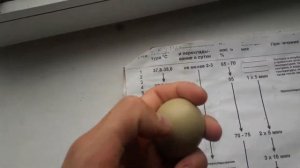Инкубация фазана в домашних условиях