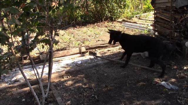 Пёс и грабли! Наша собака Хильда управляет граблями!! смотреть онлайн