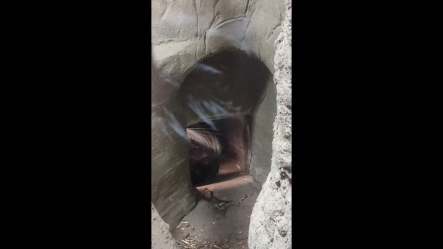 Лондонский зоопарк смотреть онлайн