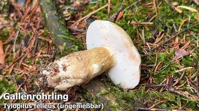 Pfifferlinge, Flockenhexe, Karbolchampignons, Gallenröhrling | Pilze sammeln im Juli | 13.07.2023 смотреть онлайн