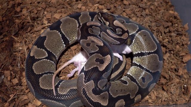 Python takes down large rat / Warning Live Feeding смотреть онлайн