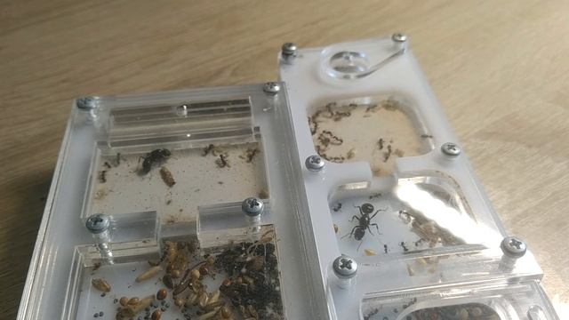 СРАВНЕНИЕ MESSOR CAPITATUS И MESSOR STRUCTOR!! смотреть онлайн