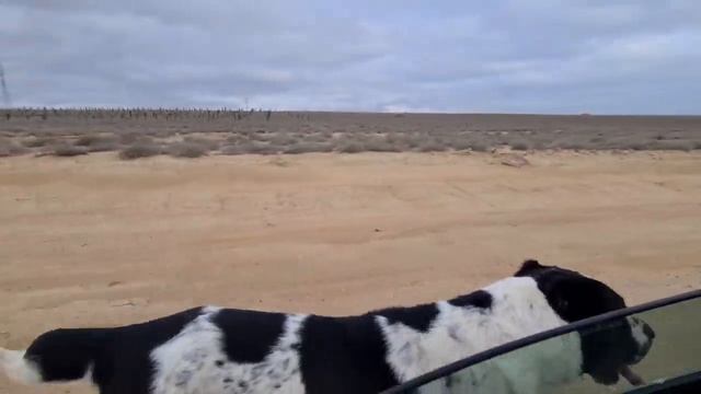 Гарагёз сильный Духом Кобель! подготовка к третьему туру - Туркменский Волкодав . смотреть онлайн