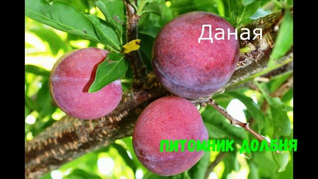 Зимостойкие сорта сливы. смотреть онлайн