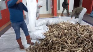 Алтан Мундарга. 02.03.2024. Подготовка спортинвентаря.