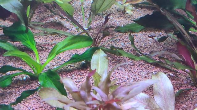 Эхинодорусы #Echinodorus #эхинодорус #Мичуринец #СлаваКПСС смотреть онлайн