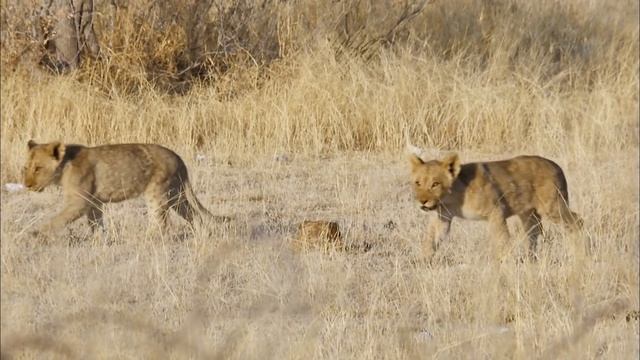 Выживание в дикой природе - Часть 4. В поисках воды - Документальный фильм смотреть онлайн