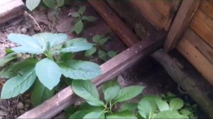 Редкое растение лаконос или фитолакка американская