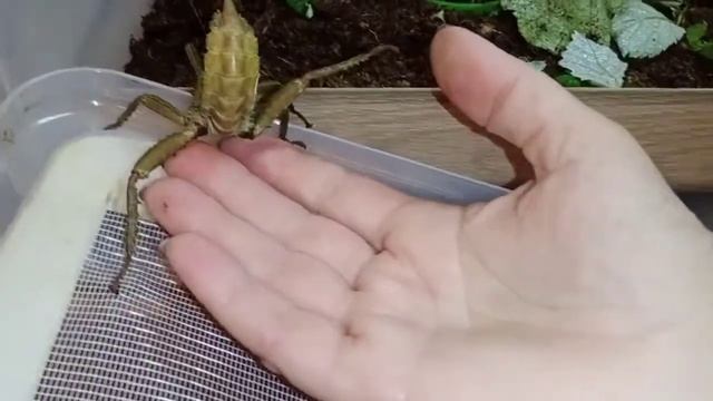Палочники-необычные домашние любимцыСлабонервным не смотреть! смотреть онлайн