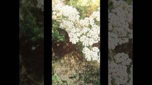 МИРАЖИ - ЭТО НАША ЖИЗНЬ!