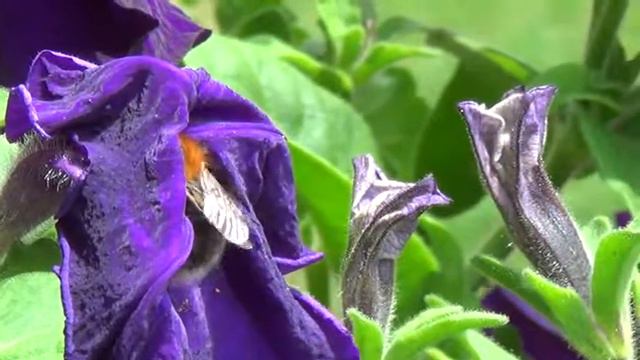 Hummel an Petunienblüte смотреть онлайн