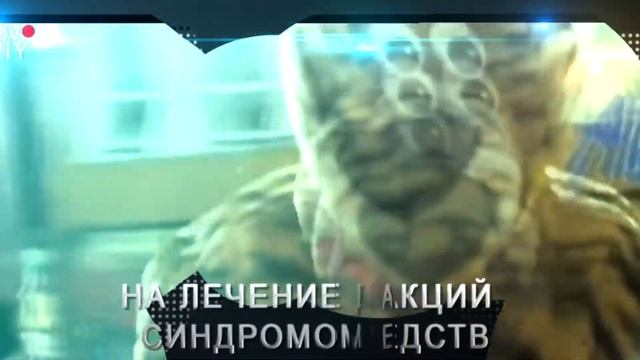 Подари улыбку миру Волонтерсвое Движение смотреть онлайн