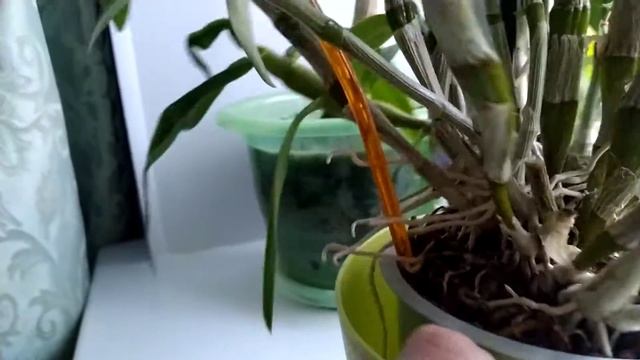 Почему не цветет Дендробиум, как может зацвести Дендробиум смотреть онлайн