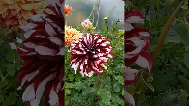 георгин Тартан . георгин Tartan . Dahlie Tartan . Крупноцветковые георгины смотреть онлайн