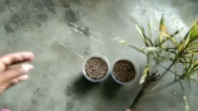 How to grow Croton plant from cutting | Grow cuttings(4) | কাটিংৰ পৰা পাতাবাহাঁৰ গছ প্ৰস্তুত । смотреть онлайн