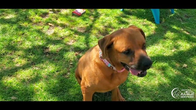 Koana A708716 смотреть онлайн