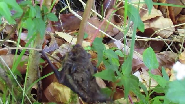 Found This Tiny Bat... смотреть онлайн