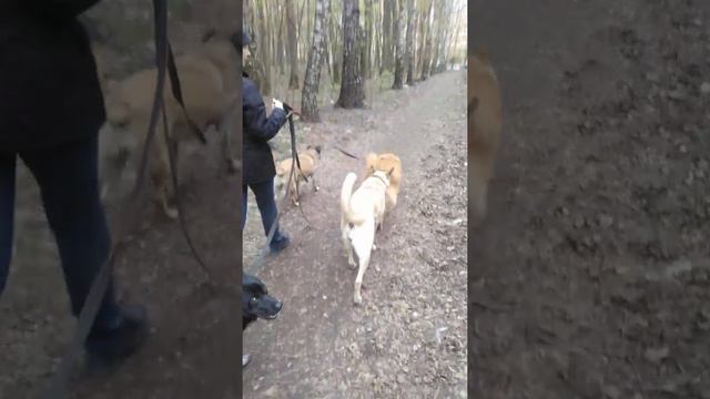 ВАША СОБАКА ВСЕ ЕЩЕ ТЯНЕТ НА ПОВОДКЕ ??? ТОГДА МЫ ИДЕМ К ВАМ !!! смотреть онлайн