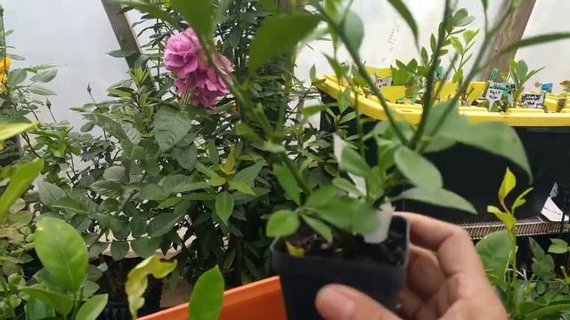 Best Way to Grow Calamondin, Lemons, Limes and Oranges / GROW CITRUS IN CONTAINERS смотреть онлайн