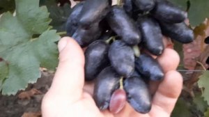 НОВИНКА!!! ГФ Винограда ЧЕЛЕНТАНО (Калугин В.М.). 12.09.2023г.