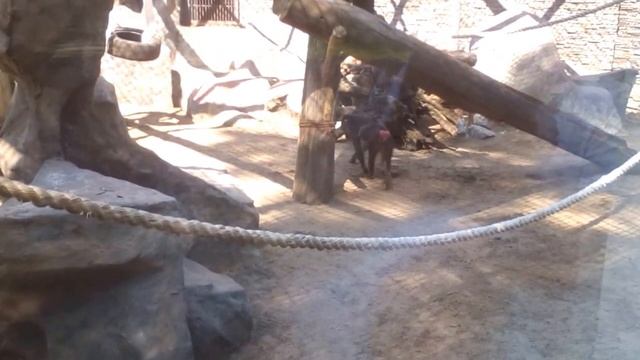 Обезьяна покакала смотреть онлайн