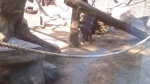 Обезьяна покакала
