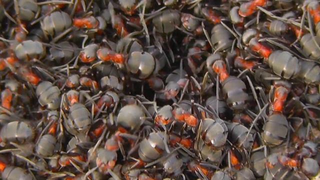 МУРАВЬИ - насекомые крупным планом FullHD Макросъёмка смотреть онлайн