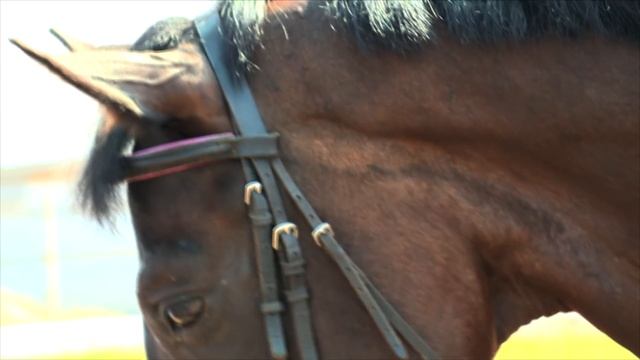 #МАСТЕР_КЛАСС. Верховая езда (2.08.2016) смотреть онлайн