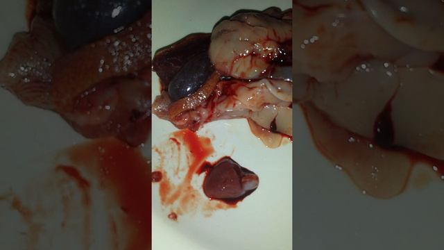 Сердце рыбы смотреть онлайн