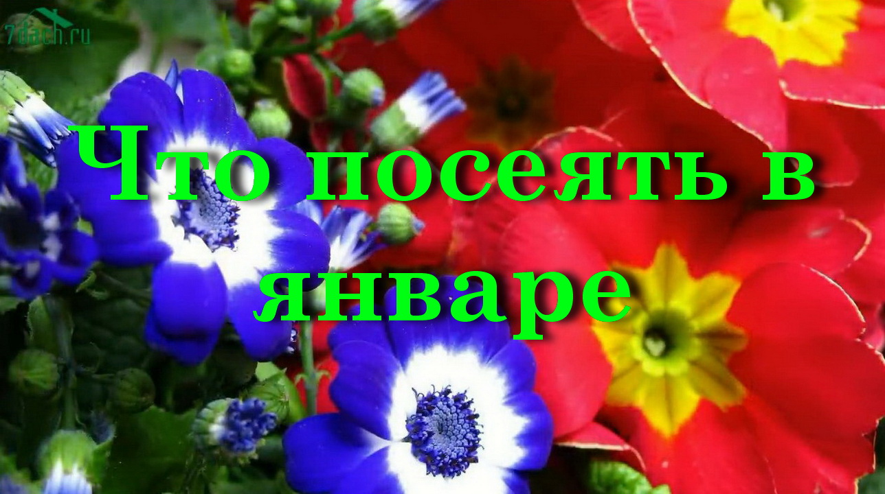 Что посеять в январе смотреть онлайн