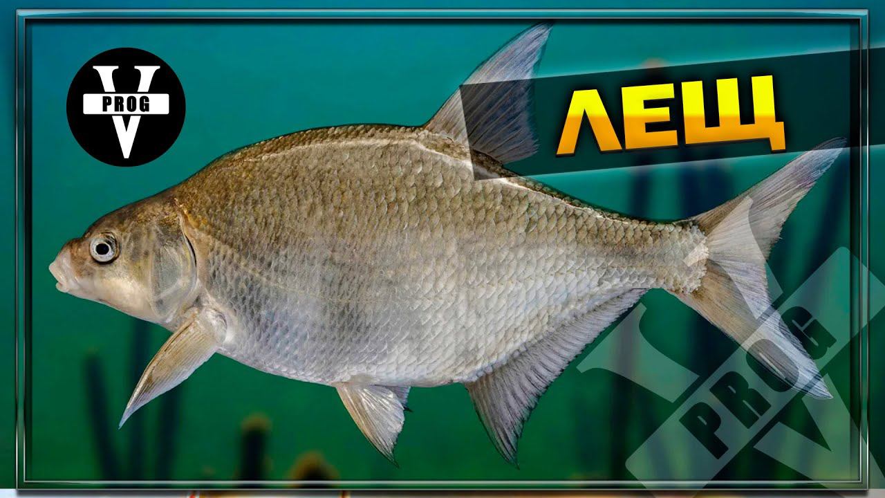 ЛЕЩ. Все о рыбе как и на что ловить ловить, как приготовить смотреть онлайн