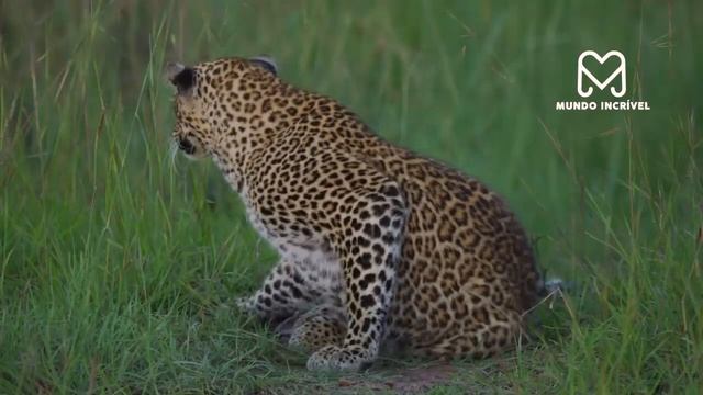 O LEOPARDO NÃO IMAGINOU QUE ISSO IRIA ACONTECER смотреть онлайн