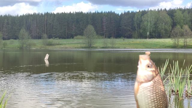 Весенний карась. смотреть онлайн