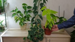 рекомендации по выращиванию эпипремнумов, сциндапсусов