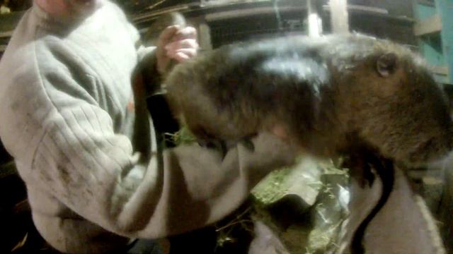 Как определить беременость нутрии.