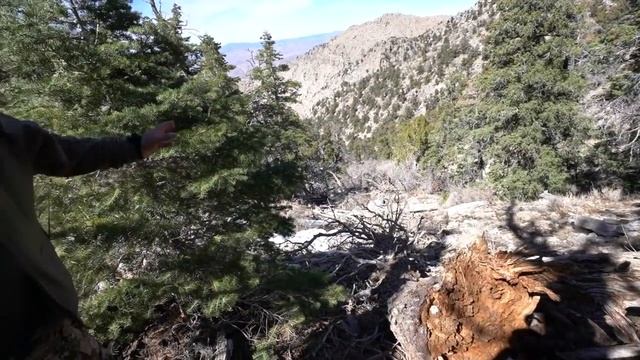 Huge Utah Mountain Lion (Catch Clean Cook) Dads Dream Hunt Complete смотреть онлайн
