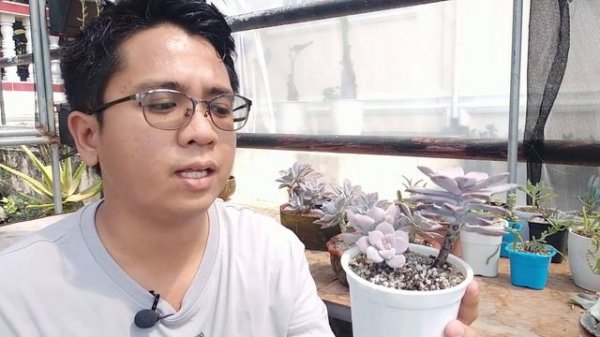 Graptopetalum Superbum / Succulent Care Guide, Propagation & Problems