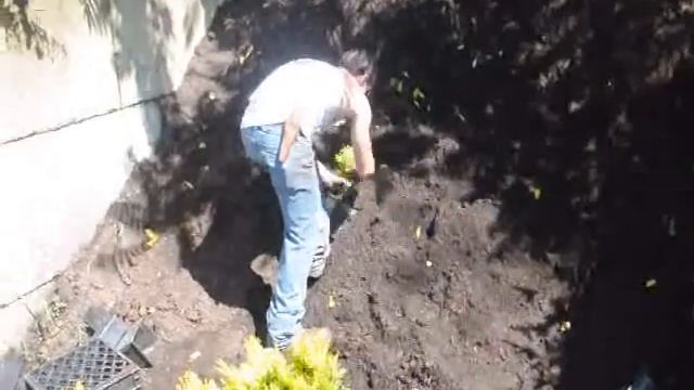 Forever Goldy Arborvitae Thuja plicata '4EVER' PP19267