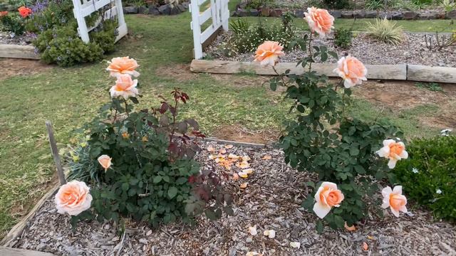 Just Joey Rose series Sep 21 смотреть онлайн