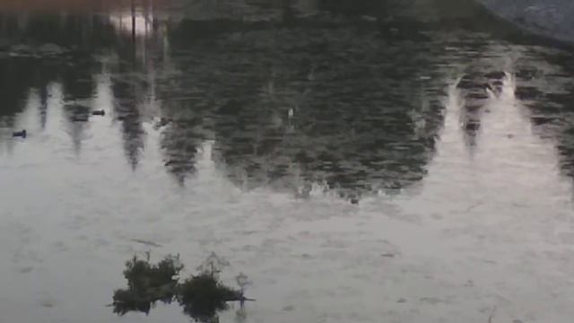 Бугульма 14.07.2018 Водоём превращается в болото.Грустно. смотреть онлайн